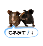 popo ＆momo 1st（個別スタンプ：1）