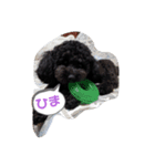 黒もじゃ✨ビンス（個別スタンプ：1）