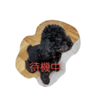 黒もじゃ✨ビンス（個別スタンプ：3）