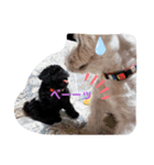 黒もじゃ✨ビンス（個別スタンプ：5）