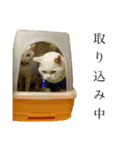 おっぽちゃんスタンプ（個別スタンプ：4）