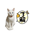 おっぽちゃんスタンプ（個別スタンプ：5）