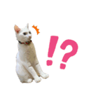 おっぽちゃんスタンプ（個別スタンプ：10）