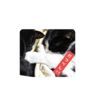 黒ちゃんの格闘                保護猫生活（個別スタンプ：1）