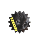黒ちゃんの格闘                保護猫生活（個別スタンプ：2）