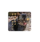 黒ちゃんの格闘                保護猫生活（個別スタンプ：7）