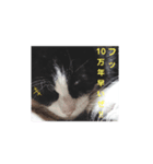 黒ちゃんの格闘                保護猫生活（個別スタンプ：8）