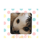 ウチのミーくん3（個別スタンプ：1）