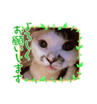 ウチのミーくん3（個別スタンプ：3）
