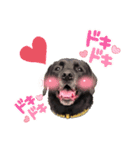 黒ラブ BENTLEY（個別スタンプ：5）