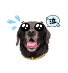 黒ラブ BENTLEY（個別スタンプ：7）