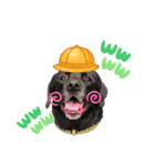 黒ラブ BENTLEY（個別スタンプ：9）