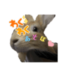 AO's Rabbits（個別スタンプ：4）