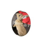AO's Rabbits（個別スタンプ：5）