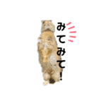 AO's Rabbits（個別スタンプ：6）