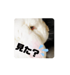 AO's Rabbits（個別スタンプ：7）