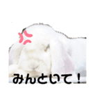 AO's Rabbits（個別スタンプ：8）
