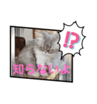 桃次郎シャチョサン 日常会話編（個別スタンプ：19）