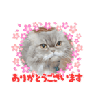 桃次郎シャチョサン 日常会話編（個別スタンプ：21）