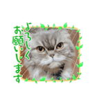 桃次郎シャチョサン 日常会話編（個別スタンプ：22）