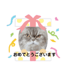 桃次郎シャチョサン 日常会話編（個別スタンプ：24）