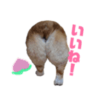 新幹線ぼーいそら（個別スタンプ：4）