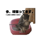 プリティーちゃんもも（個別スタンプ：5）