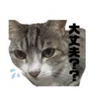 プリティーちゃんもも（個別スタンプ：6）