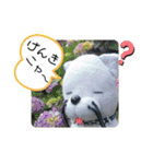 ニャガ田さんスタンプ3（個別スタンプ：19）