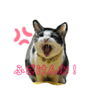 ハクメロ3（個別スタンプ：4）