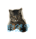 ハクメロ3（個別スタンプ：7）