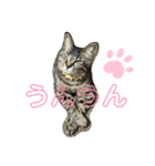 ハクメロ3（個別スタンプ：8）