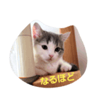 おもしろ こてつ（個別スタンプ：5）