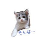 おもしろ こてつ（個別スタンプ：6）