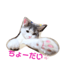 おもしろ こてつ（個別スタンプ：8）