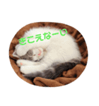 おもしろ こてつ（個別スタンプ：13）