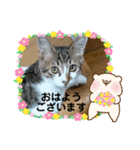 愛猫はなちゃん 2（個別スタンプ：4）