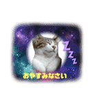 愛猫はなちゃん 2（個別スタンプ：5）