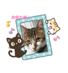 愛猫はなちゃん 2（個別スタンプ：7）
