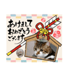 愛猫はなちゃん 2（個別スタンプ：9）