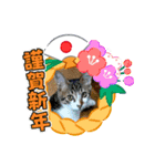 愛猫はなちゃん 2（個別スタンプ：10）