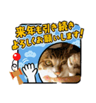愛猫はなちゃん 2（個別スタンプ：13）