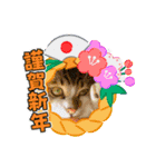 愛猫はなちゃん 2（個別スタンプ：15）