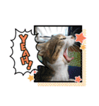 愛猫はなちゃん 2（個別スタンプ：17）
