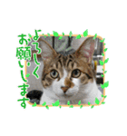 愛猫はなちゃん 2（個別スタンプ：20）