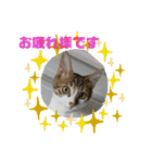 愛猫はなちゃん 2（個別スタンプ：21）