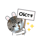 愛猫はなちゃん 2（個別スタンプ：24）