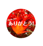 紅葉Japaneseスタンプ♡（個別スタンプ：1）
