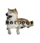 ちる千流ちる（個別スタンプ：15）