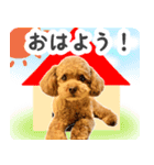 今日も元気なまろんさん（個別スタンプ：1）